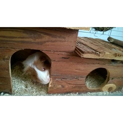 Aria et sa nouvelle maison