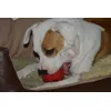 Skipper mit dem Kong Stuff-A-Ball