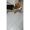 Diego