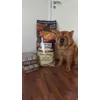  Happy Dog  FlockenMixer