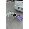 Il nostro asso