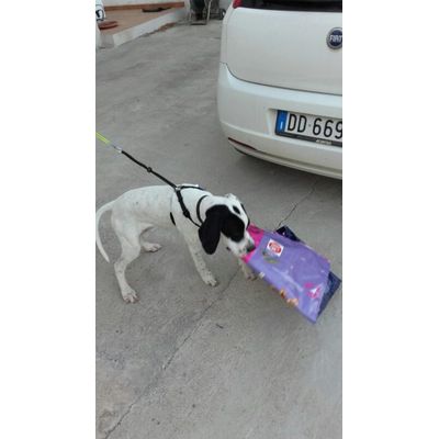 Il nostro asso