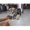 Hiro Alaskan Malamute 5 mesi