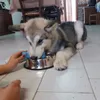 Hiro Alaskan Malamute 5 mesi