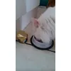 mes chats adorent