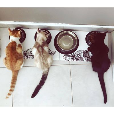 Loving Feedingtime