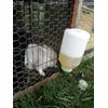 Abreuvoir lapin sans attache