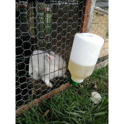 Abreuvoir lapin sans attache