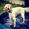 Al agua patos