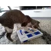 Trixie cat brain Activity