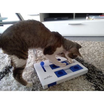 Trixie cat brain Activity