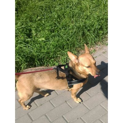 Saba size M