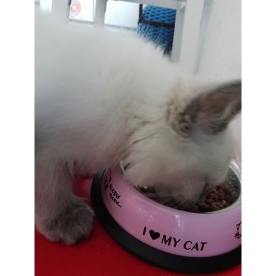 Kitty a Ferringa