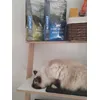 Hawai et ses Nutrivet saumon