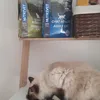 Hawai et ses Nutrivet saumon