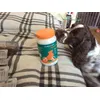 Springer spaniel