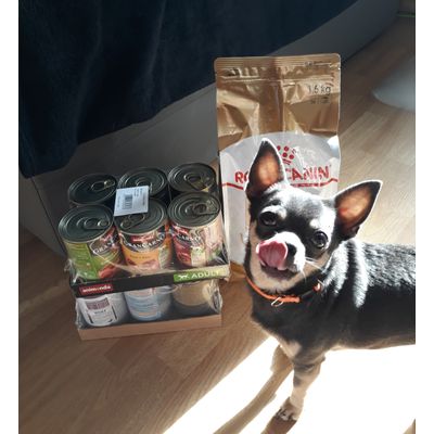 Mimi i Royal Canin Chihuahua