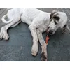 Old dog