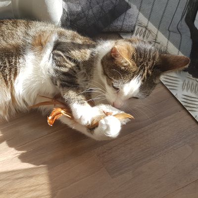 Gizmo
