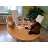 Es schmeckt meinen 3 Katzen einfach super