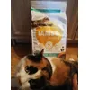 IAMS Cat