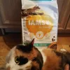IAMS Cat