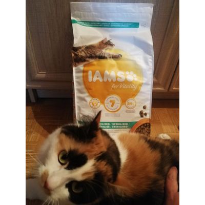 IAMS Cat