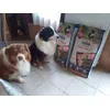 Mirko et Cronos devant les sacs
