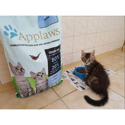 Applaws Kitten