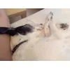 Vaquita totalmente KO