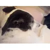 Vaca tranquila