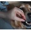No patience when it comes to Barkoo Mini Bones