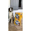 Pedigree Dentastix