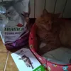 Gatto e i suoi crocchini preferiti