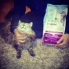 gatta stregata da Natural trainer