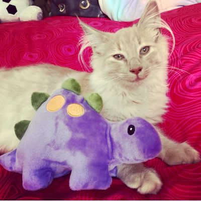 runi-odin adore son doudou dinosaure