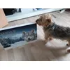 Luckys Kalender 