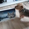 Luckys Kalender