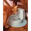 Pongo 
