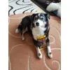 Suki und ihre Loopies