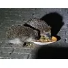 Igel 