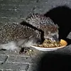 Igel