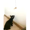 Nela i Cat Dancer