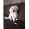 Maltezak Maiki