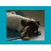 Django und sein Kuscheltier