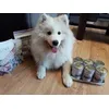 Polecanko 
