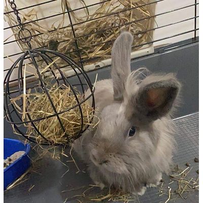 Bunny