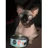 Cosma Nature Kitten