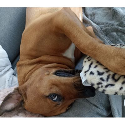 Bella