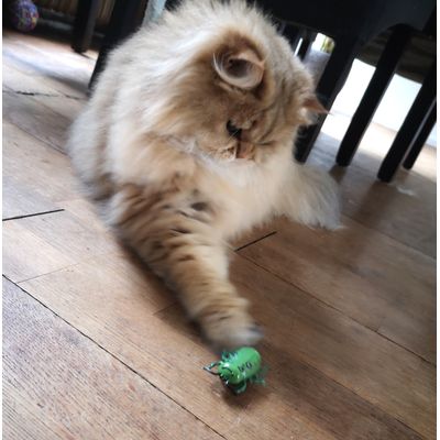 Kat is blij